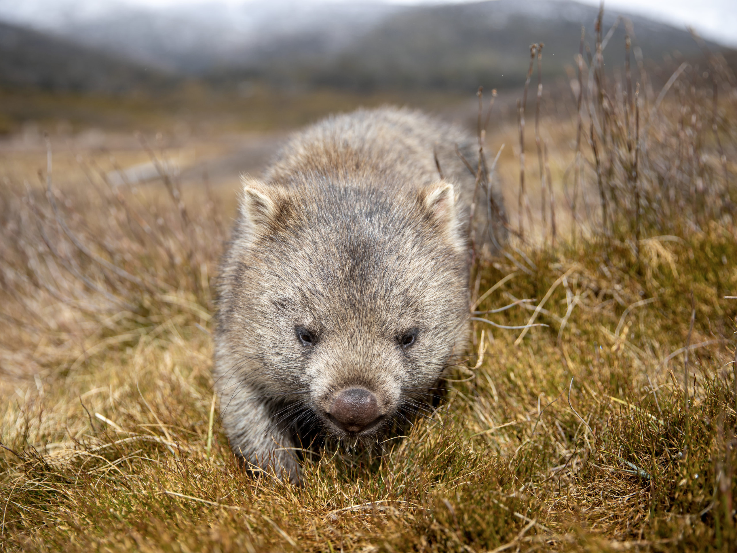 Wild Tasmania Tours Wombat