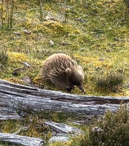 Echidna-Tasmania