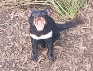 Tasmanian-Devil-Tour